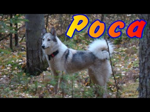 Видео: Ходовая охота с лайками. Охота на соболя, барсука. Трудовая работа Росы в одиночку медведь, лось.