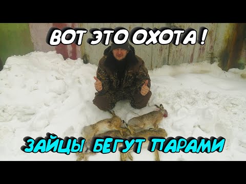 Видео: ОХОТА НА ЗАЙЦА. ЗАЙЦЫ СОШЛИ С УМА. 16 ШТУК ДО ОБЕДА. УСТРОИЛИ ОБЛАВУ. ОХОТА 2020. ОЧЕНЬ МНОГО ЗАЙЦА.