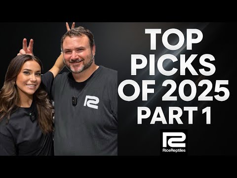 Видео: Лучшие выборы 2025 года: часть 1