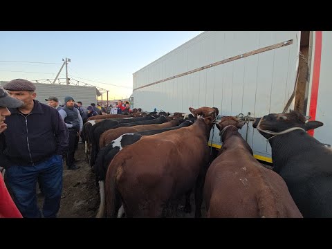 Видео: ХОРАЗМ УРГАНЧ МОЛ БОЗОРИ БОКИЛАДИГАН ЁШ НОВВОСЛАР ЭРТАЛАБГИ САВДОЛАР 8-СЕНТАБР !!! ХОРАЗМ БОЗОР