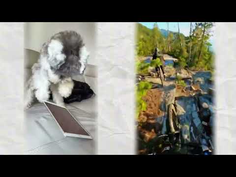 Видео: То, что любят делать собаки #собака #смешно #жизньномечта #короткийрассказ #аниме #написаниекорот...