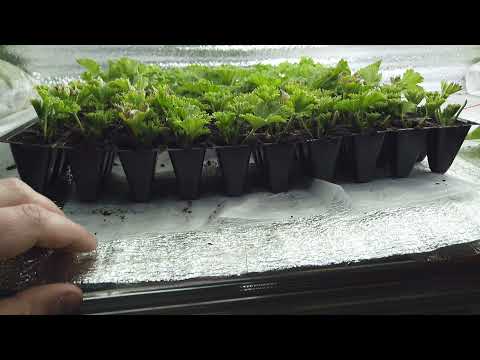 Видео: Укоренил ПЕЛАРГОНИЮ в Доме, ПОД ЛАМПАМИ.