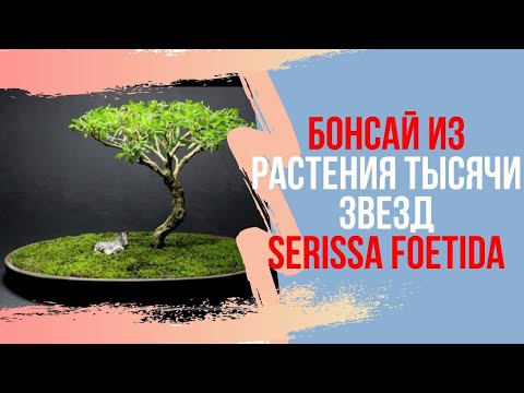 Видео: Как вырастить маленький БОНСАЙ? Советы по уходу за бонсай из Serissa foetida