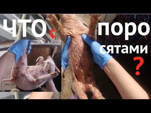 Видео: РЕДКАЯ КОЖНАЯ БОЛЕЗНЬ У ПОРОСЯТ. RARE SKIN DISEASE IN PIGS