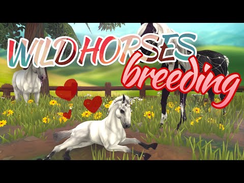 Видео: 🐎BREEDING с ДИКОЙ лошадью в Star Equestrian и ОТКРЫТИЕ КОНЮШЕН!