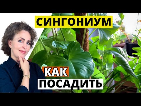 Видео: Посадка СИНГОНИУМА
