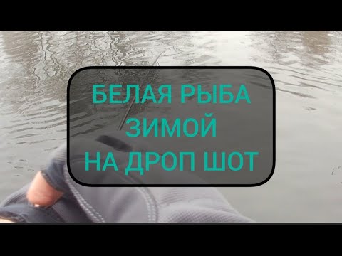 Видео: Дроп Шот в Действии: Как Поймать Белую Рыбу Зимой