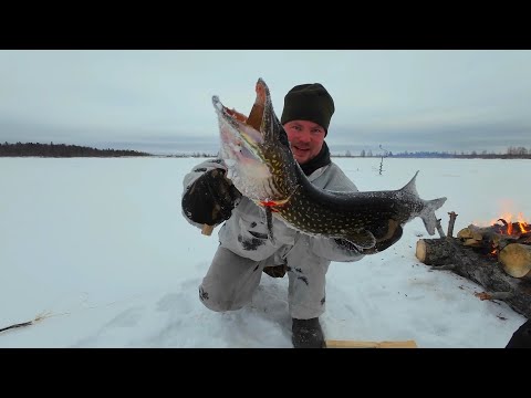 Видео: ПОСТАВИЛ ЖЕРЛИЦУ И СРАЗУ ПОКЛЕВКА. ЩУКА СХВАТИЛА ЖИВЦА. РЫБАЛКА НА СЕВЕРЕ. ЛОВЛЮ ОКУНЕЙ НА БЛЕСНУ