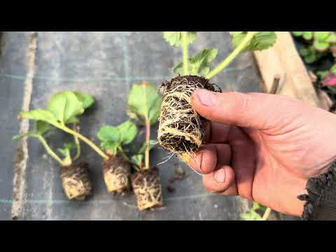 Видео: 12 ноября 2025 г.