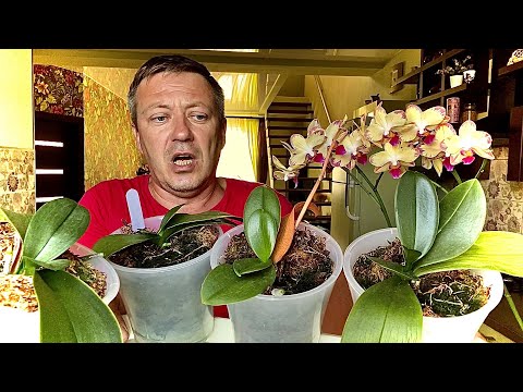 Видео: КОРНИ ОРХИДЕИ наращиваем БЕЗ ХИМИИ