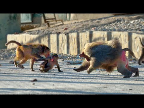 Видео: Самки Деда кидаются даже на детей Педро! Педро защищает их, как может, но... семья Педро в изгоях!