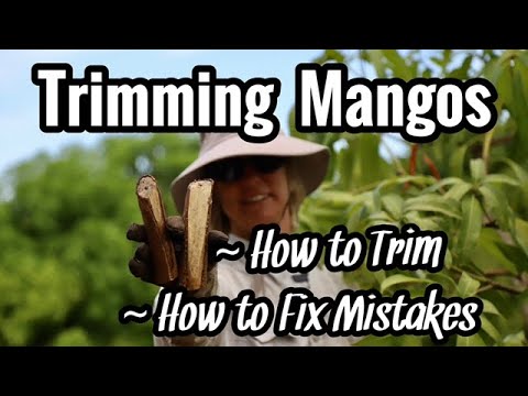 Видео: Обрезка манго: как обрезать и как исправить ошибки