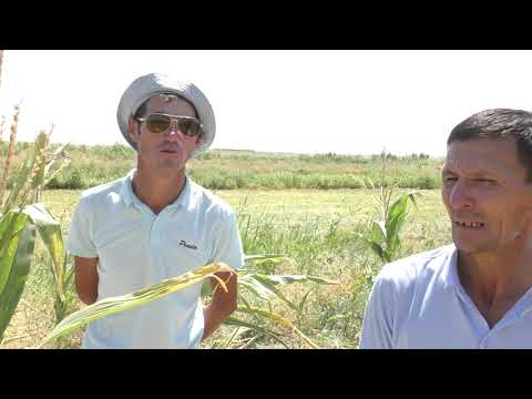 Видео: Жаңаталаптықтар шығындарын қайтарып алды ма? ( Жамбыл облысы Сарысу ауданы. 22.11.2021жыл)