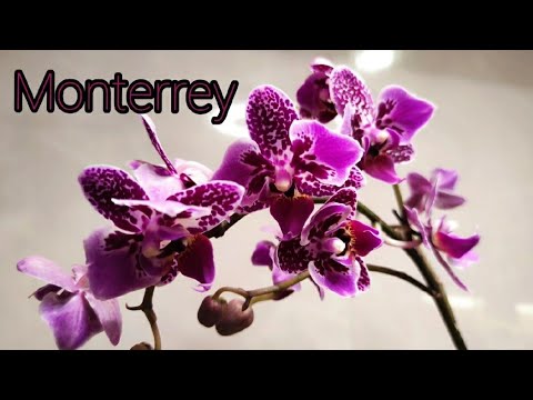 Видео: 21.01.23.ОРХИДЕЯ Monterrey  бабочка с деткой..пересадка.