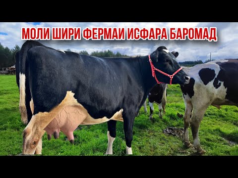 Видео: Моли шири бугузи сари сина оча бача Ҳасанбой Қистақуз 22 октября 2025 г.