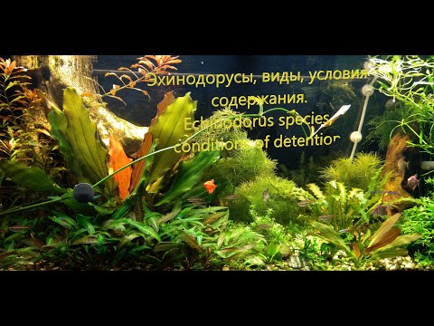 Видео: Эхинодорусы, виды, условия содержания. Echinodorus species, conditions of detention