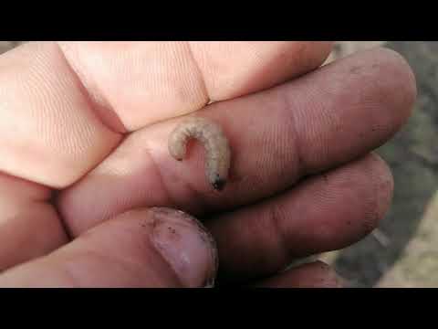 Видео: Закрытие влаги новой фрезой. А так можно? Говорят НЕТ!?😉Методы борьбы с Озимой Совкой!