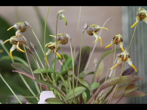 Видео: Как выращивать масдевалии? Masdevallia dynastes.