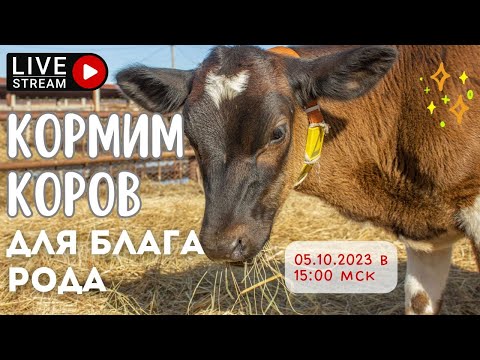 Видео: Кормление счастливых коров для БЛАГА РОДА | 05.10.2023