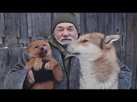 Видео: Кормление щенка лайки Содержание и воспитание зверовых лаек