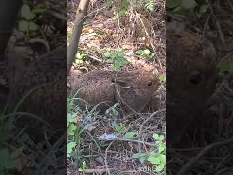 Видео: Маленький заяц. #топ #hunting #fishing