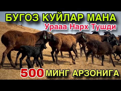 Видео: АХВОЛ ОГИР! НАРХ УТА АРЗОН! БУГОЗ КУЙЛАР! 