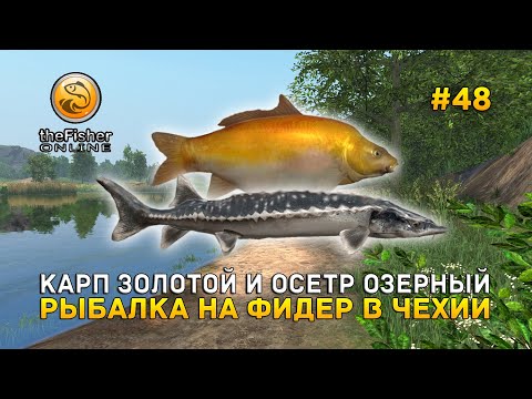 Видео: Карп Золотой и Осетр озерный. Рыбалка на фидер в Чехии - Fisher Online #48