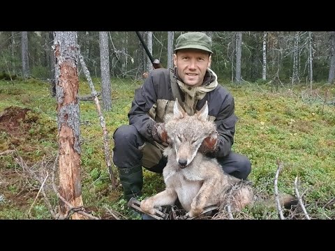 Видео: Охота на волка по чернотропу капканами/Wolf trapping Bridger Wolf.