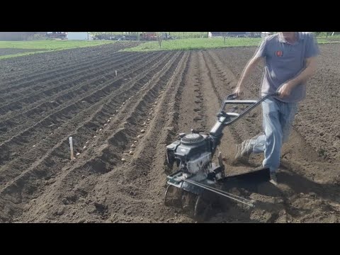 Видео: Посадка картофеля культиватором