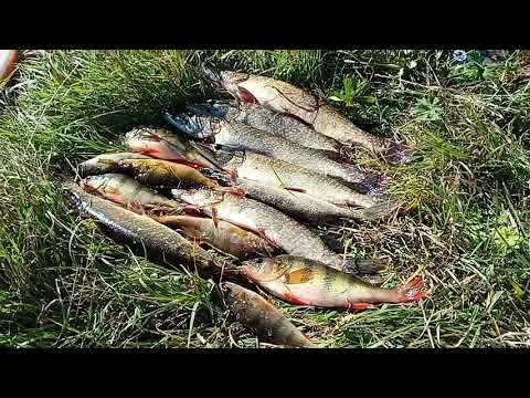 Видео: ЩУКА, ВЫЕЗД НА КОЛУТОН