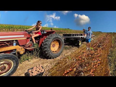 Видео: Сбор богатого урожая картофеля
