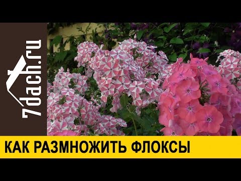 Видео: Как размножить флоксы черенкованием - 7 дач