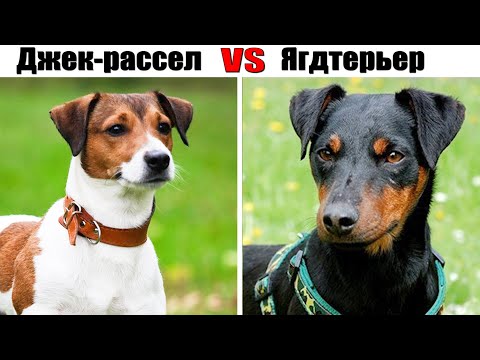Видео: Джек рассел VS Ягдтерьер – Торнадо и ураган в собачьем мире