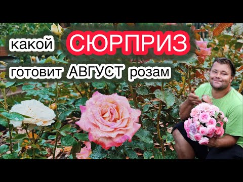 Видео: АВГУСТ РЕШАЕТ ВСЁ - перезимуют розы или нет! Защищаем и лечим розы. Удобрения. Обрезка.