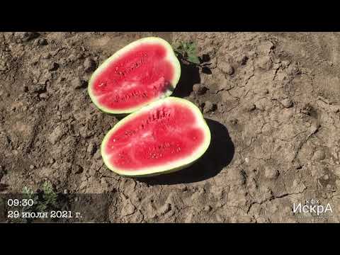 Видео: Арбуз Сармат на прививке Рут Пауэр