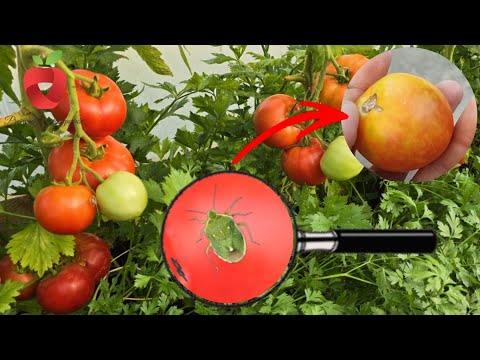 Видео: Клопы-вонючки уничтожают плоды на ваших растениях?! Вот как от них избавиться!