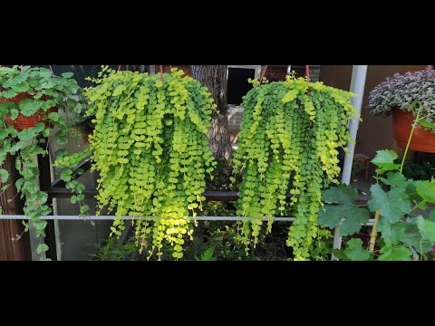 Видео: Зимовка вербейника монетчатого (лизимахия)Способ черенкования.  Как сохранить и размножить до весны.