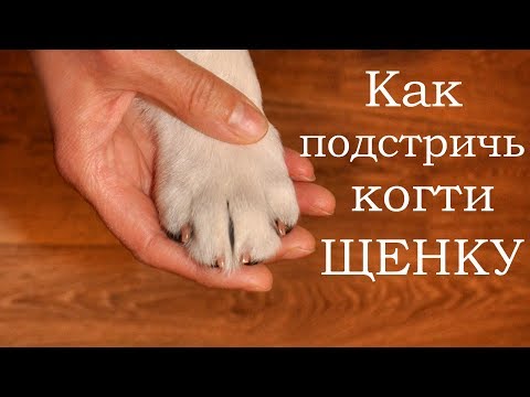 Видео: Как стричь когти щенку