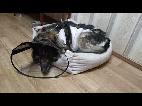 Видео: Удалили опухоль у Рекси