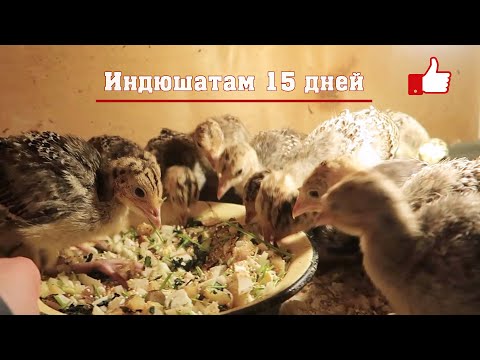Видео: Индюшатам 15 дней