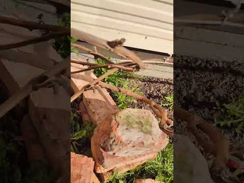 Видео: У нас ночные заморозки,,Помогла ли гирлянда  на винограднике???