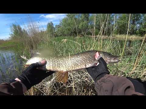 Видео: Щучий день, рыбалка в Хакасии на карьерах!!!!!!