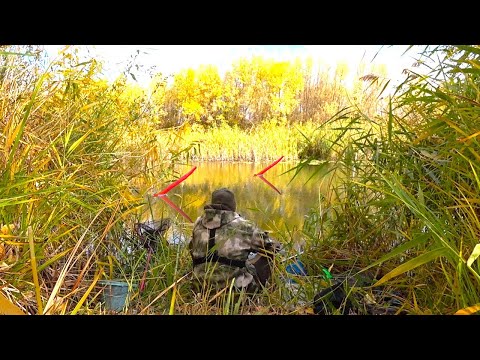 Видео: РЫБАЛКА НА ПОПЛАВОК НА ВЕЧЕРНЕЙ ЗОРЬКЕ!! Красиво и тихо в осеннем лесу