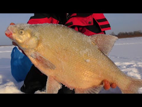 Видео: МЕСТНЫЙ ДЕД ПОКАЗАЛ ЯМУ С ОГРОМНЫМИ ЛЕЩАМИ! РЫБАЛКА НА ЧУПА ЧУПС!
