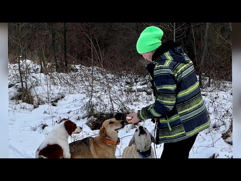 Видео: Еще один день с гончими: гона мало, но море позитива