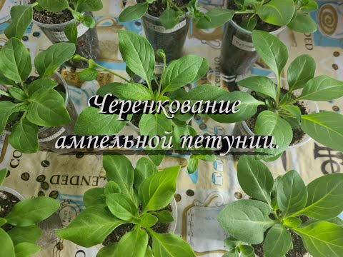 Видео: Черенкование Ампельной Петунии. Петуния Ампельная – уход в домашних условиях 🌱