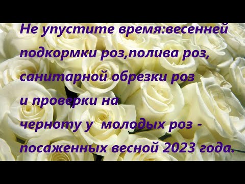 Видео: Начинаю кормить розы ,полив роз,санитарная обрезка трижды,чернота молодых роз.