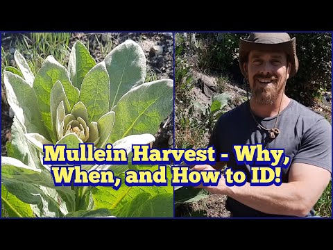 Видео: Листья коровяка: зачем собирать коровяк, когда собирать коровяк и как его определить