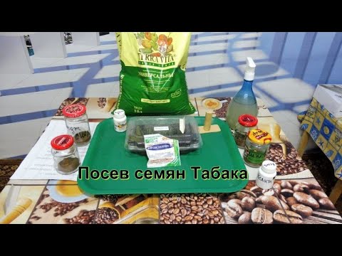Видео: Посев семян Табака на рассаду 2022.