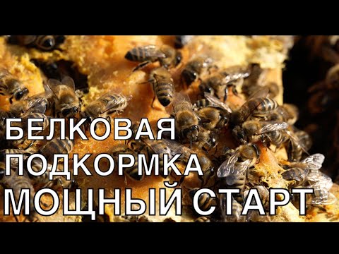 Видео: БЕЛОК ДЛЯ БЫСТРОГО РАЗВИТИЯ